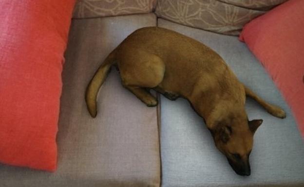 perro instagram